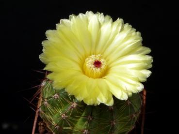 Mother plant with flower